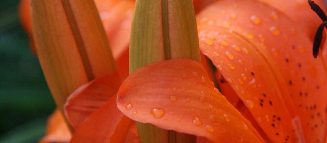 20070709-GCS-Flowers020