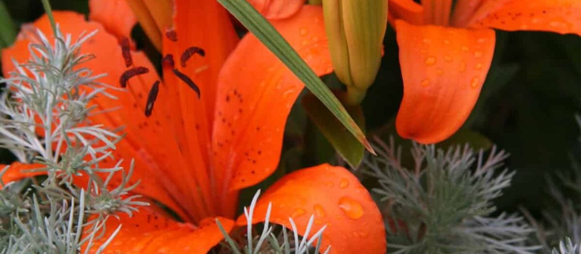 20070713-GCS-Flowers068